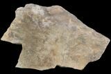 Cruziana (Fossil Trilobite Trackway) - Morocco #118335-1